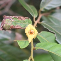 Uvaria sphenocarpa Hook.f. & Thomson